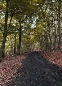 Road amidst trees in forest during autumn