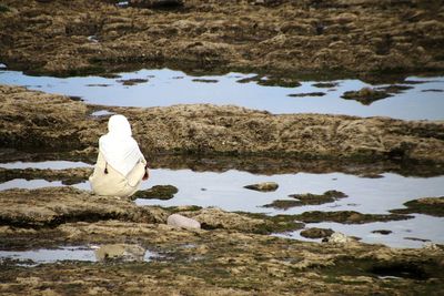 View of bird on rock by lake