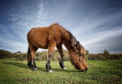 Horses grazing in a field