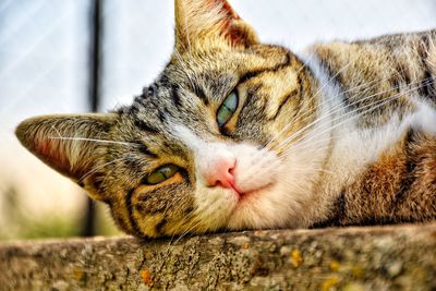 Close-up portrait of a cat