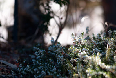 Close-up of snow covered plants on field