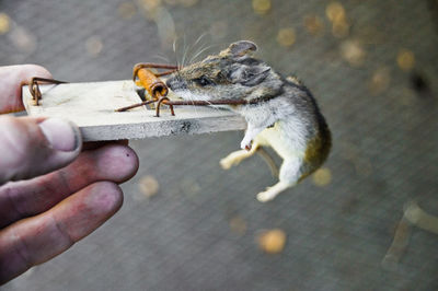 Human hand holding dead mouse in trap