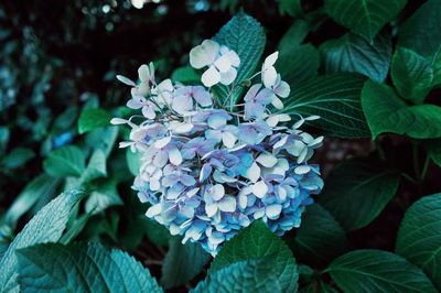 Close-up of purple flowers