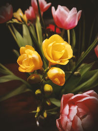 Close-up of yellow tulip flowers