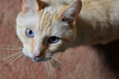 Close-up portrait of cat