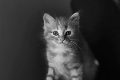 Close-up portrait of kitten by black cat