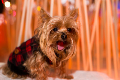 Close-up portrait of a dog