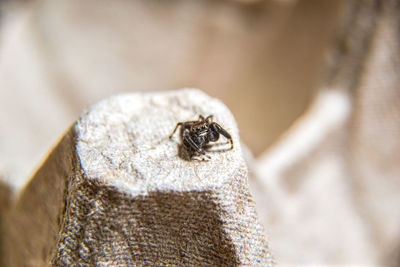 Close-up of fly on wood