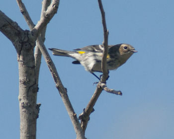 Close-up of bird perching on tree against clear sky