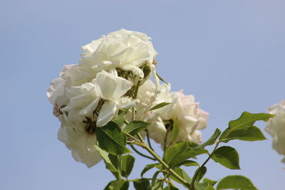 Close-up of white rose against sky