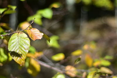 Close-up of leaves on plant during autumn