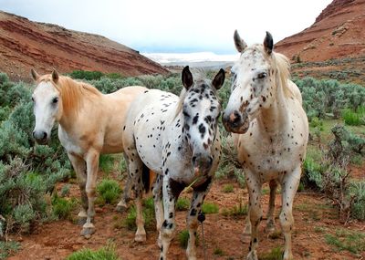 Horses standing against sky