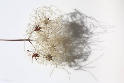 Close-up of flower against white background