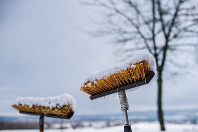 Close-up of snow on tree against sky