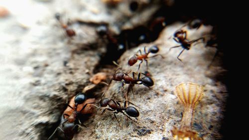 Close-up of bee on leaf