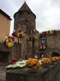 Flowers in front of building