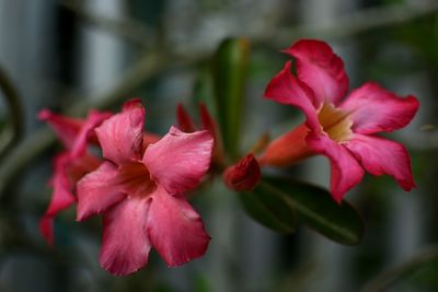 Close-up of pink flowers blooming outdoors