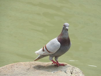 Pigeon perching on rock