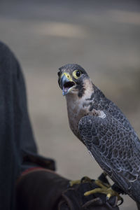Close-up of owl perching outdoors