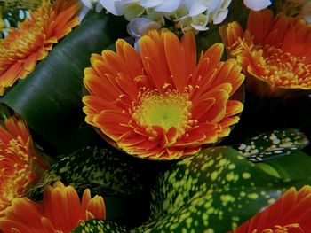 Close-up of orange flowers blooming outdoors