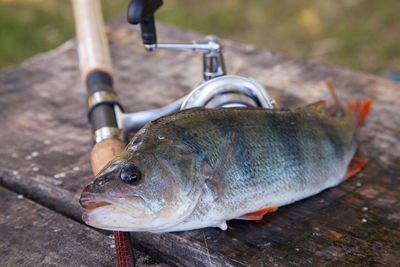 High angle view of fish on wood