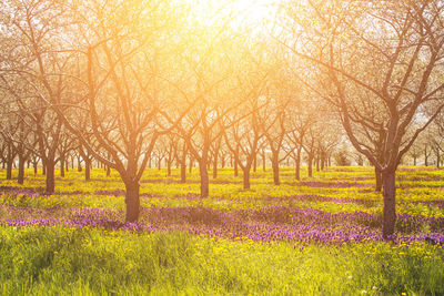 Scenic view of purple flowering plants on field