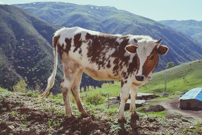 Cow grazing in a field