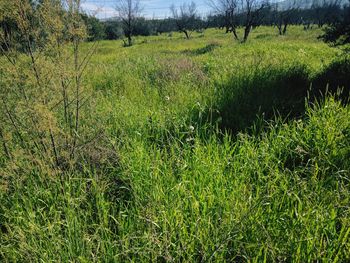 Scenic view of grass against sky