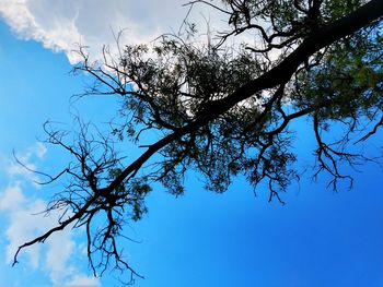 Low angle view of silhouette tree against clear blue sky