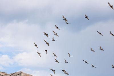 Low angle view of birds flying in sky