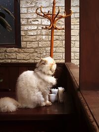 Cat sitting on table