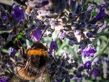 Close-up of bee on purple flowers