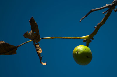 Low angle view of fruits on tree against blue sky