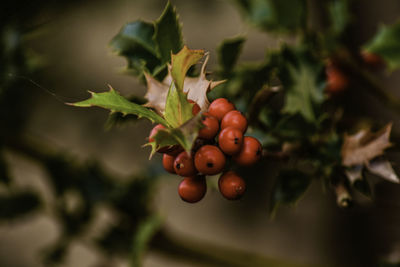 Close-up of berries on plant