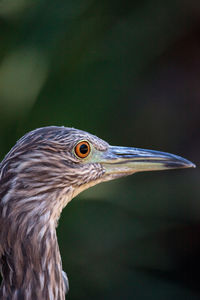 Close-up of bird perching outdoors