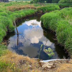 Reflection of trees in lake
