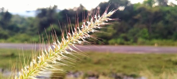 Close-up of plants growing on field