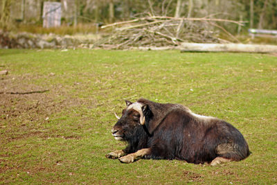 Lion relaxing on field