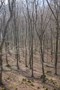 Bare trees in forest