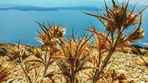 Close-up of plants against sky