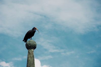 Low angle view of bird perching on wooden post