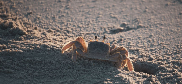 Close-up of crab on sand