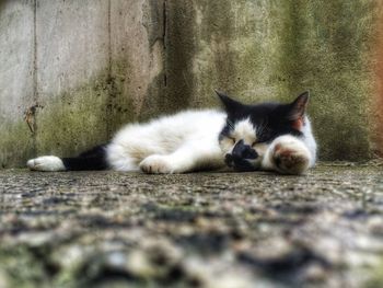 Close-up of cat lying on tiled floor