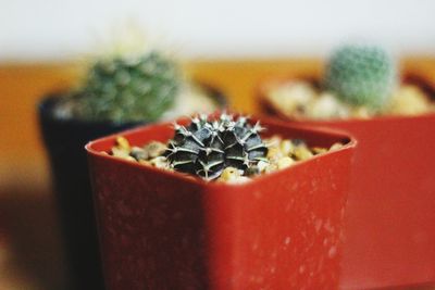 Close-up of potted cactus plants on table