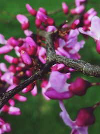 Close-up of pink flowers