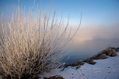 Scenic view of frozen trees on field against sky