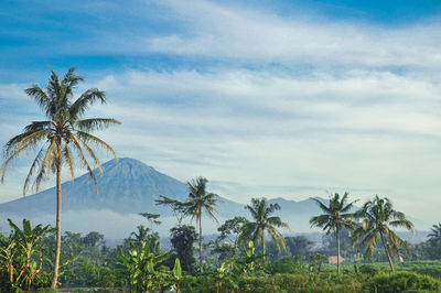 Palm trees on landscape against cloudy sky