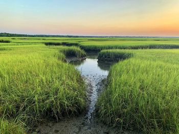 Lost in the beautiful marshes of cape cod