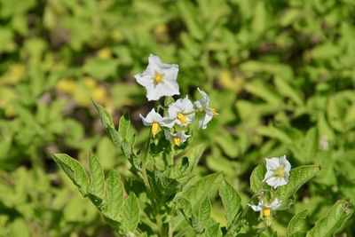 Close-up of white flowering plant