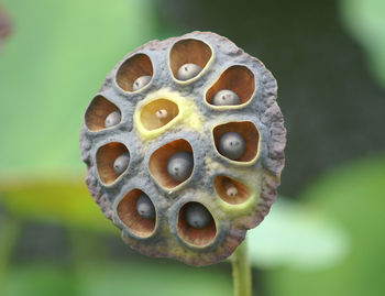 Close-up of flower